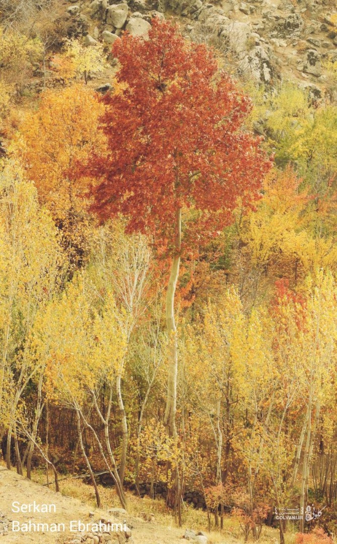 پاییز در روستای سرکان همدان