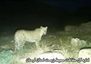 پلنگ لرستان در دام افتاد