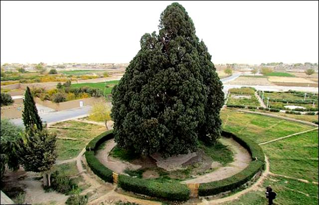 سرو ابرکوه در اغما