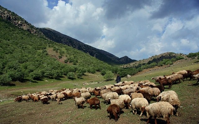 برخورد قانونی با چراء غیرمجاز
