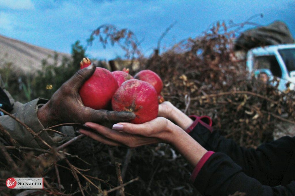 انار لرستان