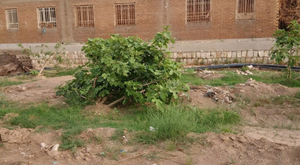 باغ انجیری که خمیده بار داده است؛ لرستان قطب‌ تولید انجیر سیاه ایران