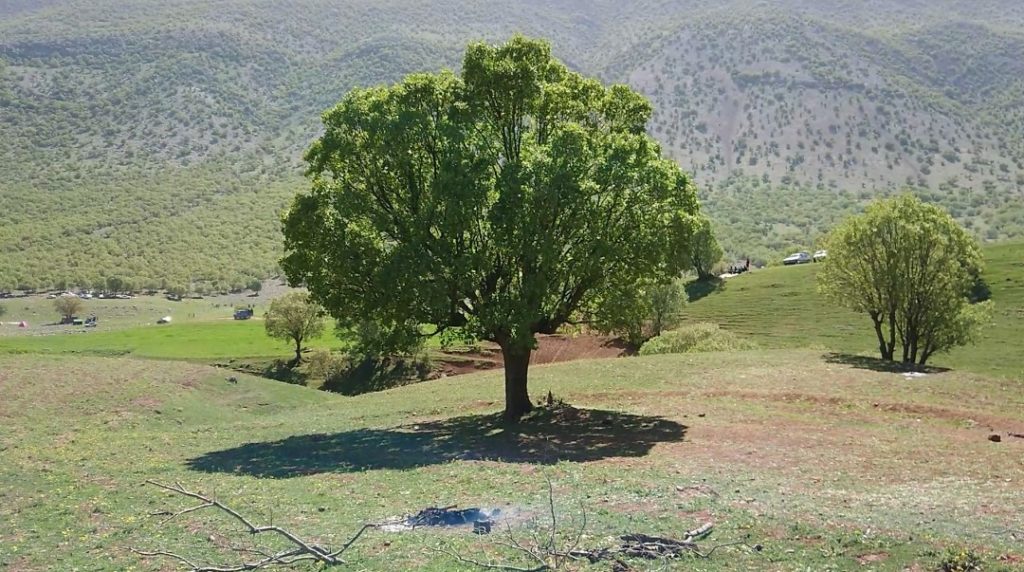 درختان بلوط جای من و شما را که تنگ نکردند