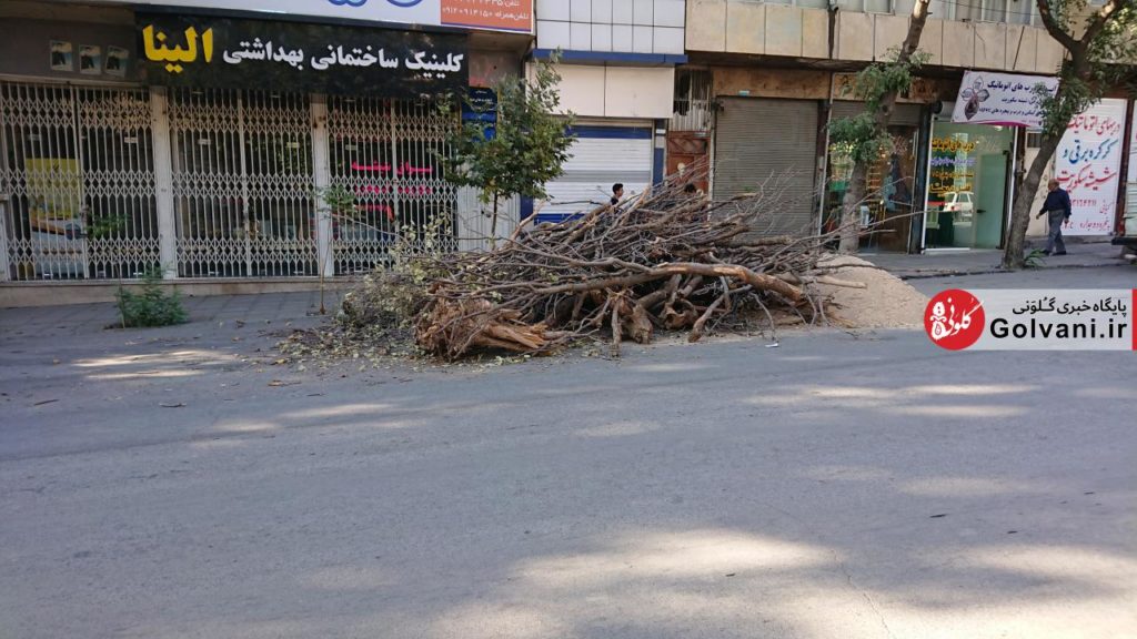 درختان بلوط خشک شده را هم نسوزانید؛ به خدا قسم این کار منطقی نیست