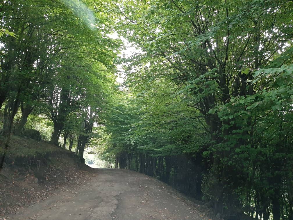 پارک جنگلی میرزاکوچک در روستای خولک گیلان تجربه‌ای خاص از بودن در طبیعت