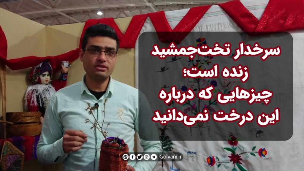 درخت سرخدار تخت جمشید زنده است؛ چیزهایی که درباره این درخت نمی‌دانید