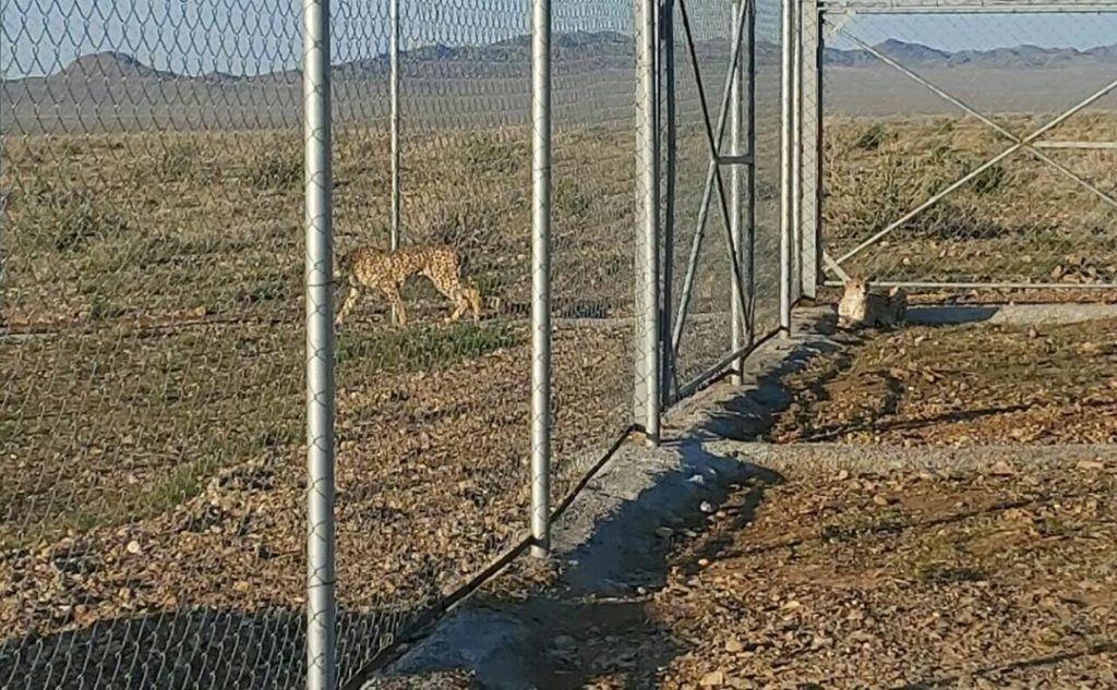 کوشکی و دلبر با موفقیت در زادگاهشان توران رهاسازی شدند