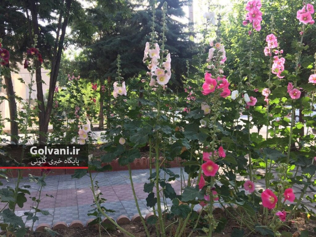 نمایی از این گل زیبا