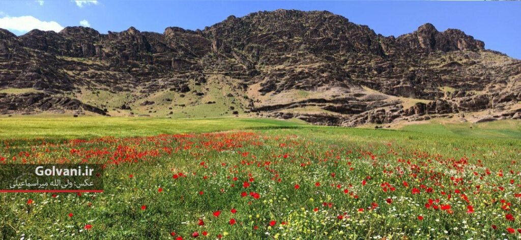 ویدئوی زیبا از دشت شقایق خرم آباد