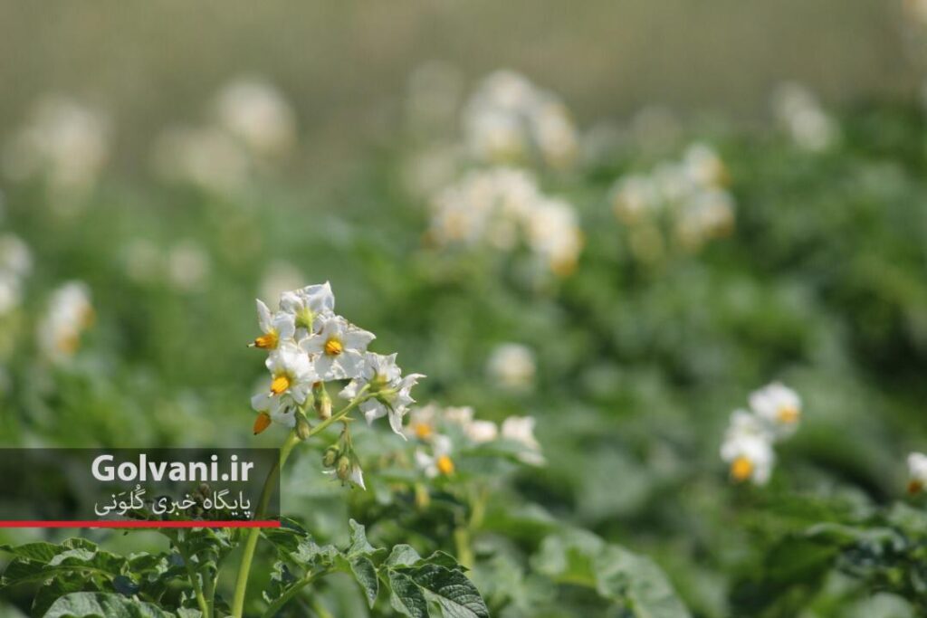 مزرعه سیب زمینی زیباتر از آن چیزی است که به نظر می‌رسد