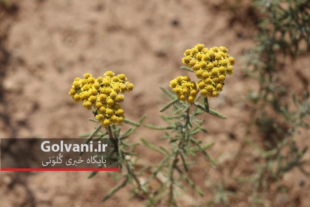 گل بومادران به غیر از زیبایی دشت‌ها خواص درمانی بسیاری هم دارد