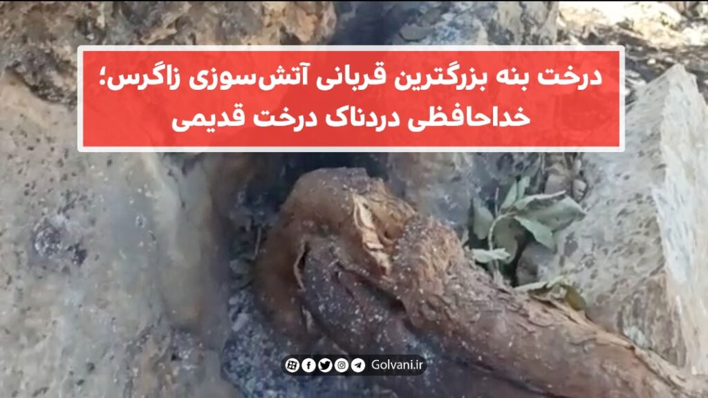 درخت بنه