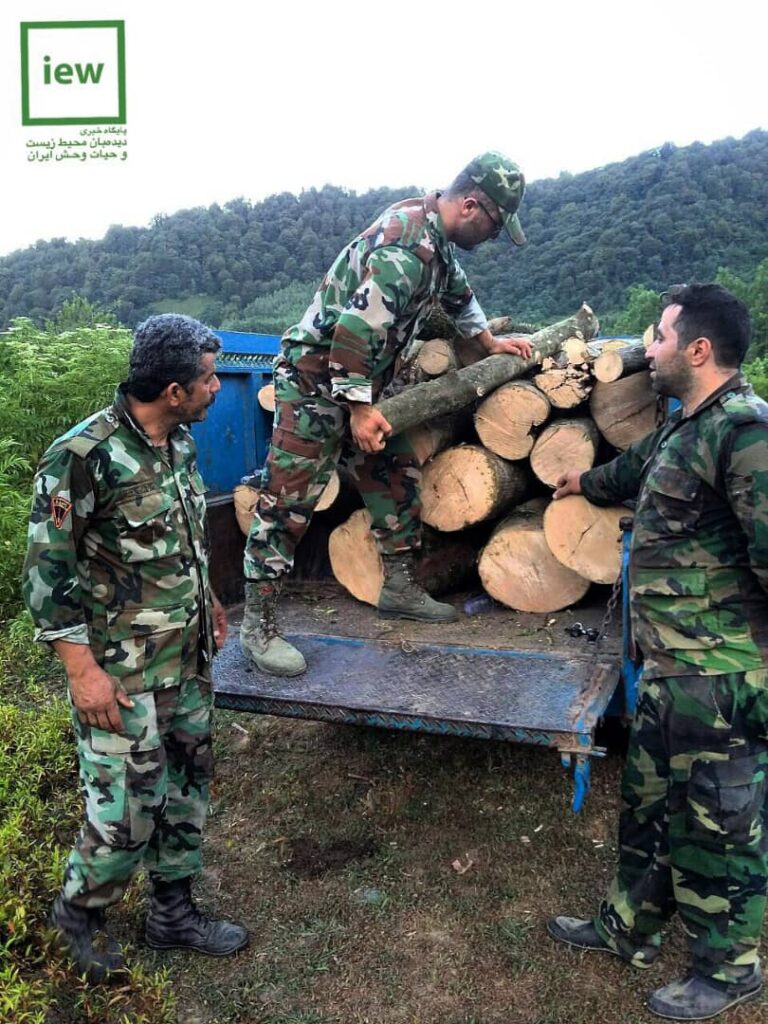 منطقه جنگلی سفیدمزگی آتش نگرفت اما باز هم درختانش نابود شد