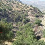 جنگل های لرستان در منطقه سپیددشت