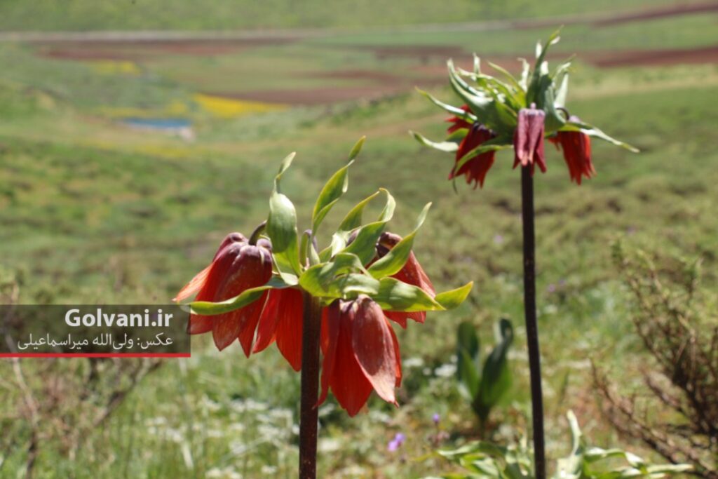 لاله های واژگون لرستان گلی که در نقش و نگارهای تاریخی جای دارد