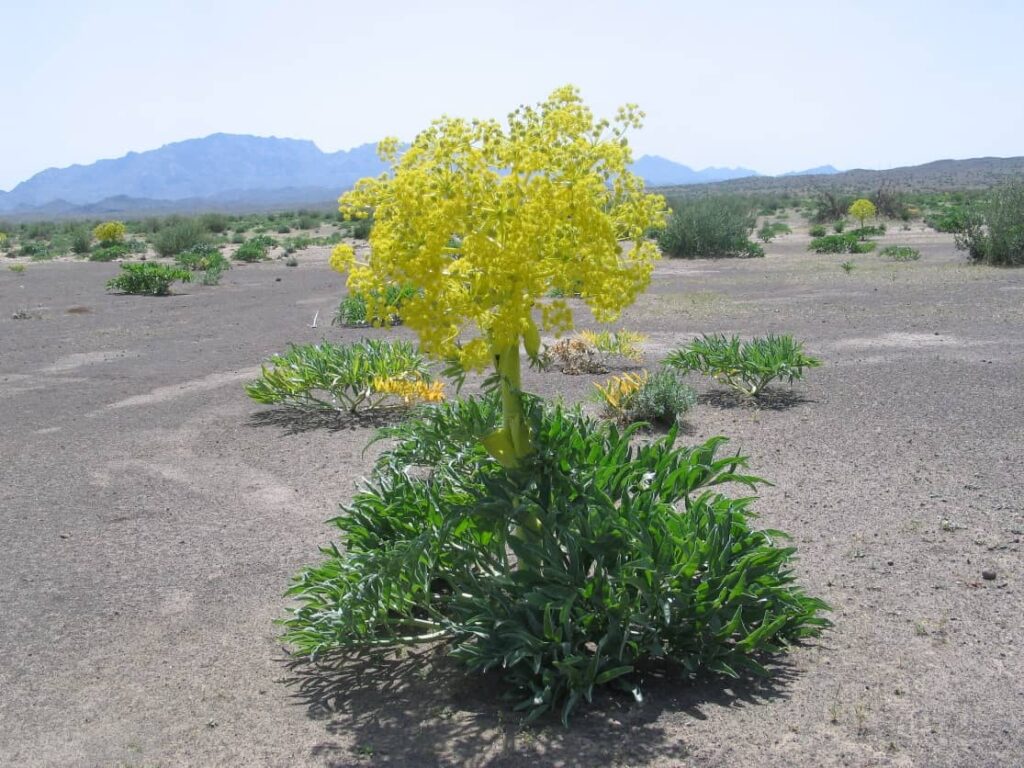 آنغوزه گیاهی چتری