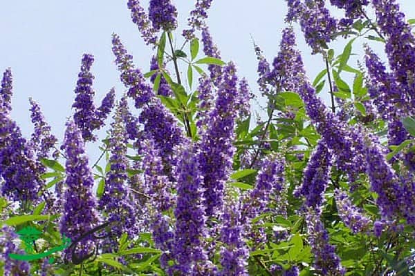 پنج انگشت گیاهی پر خاصیت