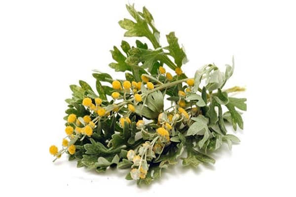 افسنطین گیاهی دارویی