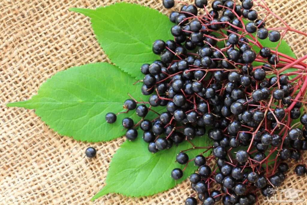 اقطی سیاه گیاهی بومی اروپا