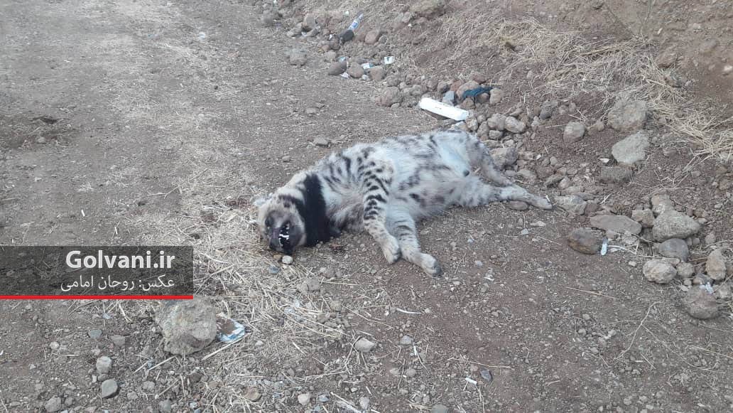کشته شدن گونه ارزشمند کفتار در لرستان