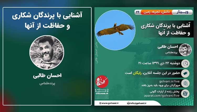 آشنایی با پرندگان شکاری و حفاظت از آن­ها