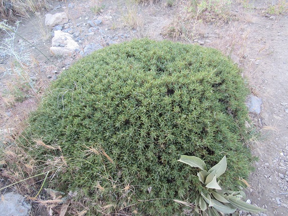 گون کتیرایی