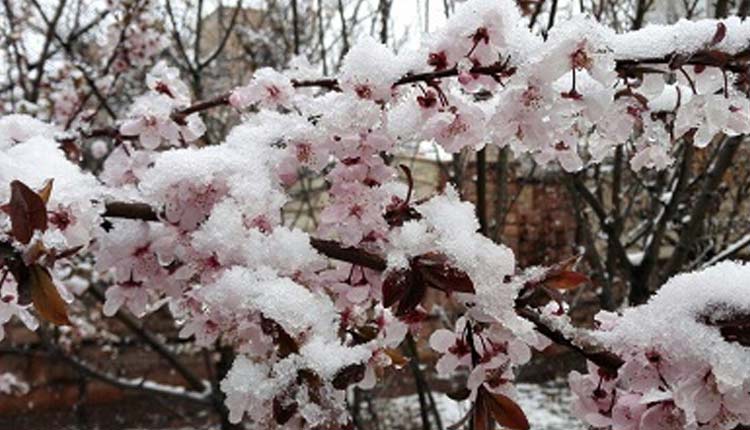 احتمال سرمازدگی محصولات کشاورزی با کاهش دما