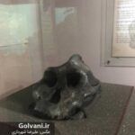 موزه آفریقا