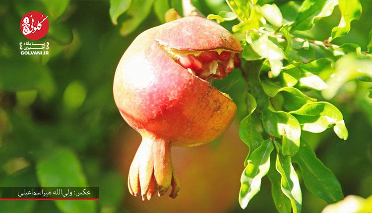 انارستان گوشه شهنشاه می‌تواند به قطب باغ انار تبدیل شود