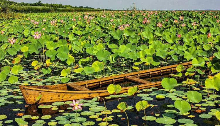 بخش عمده تالاب انزلی با تداوم رسوب‌گذاری تا سال ۱۴۱۵ خشک می‌شود