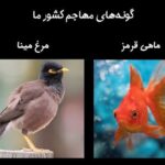 ماهی قرمز و مرغ مینا