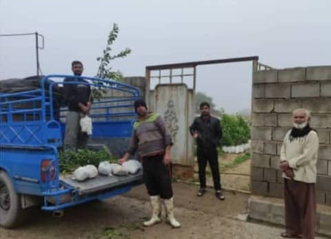 قرار سبز در روستاي دشت بزرگ استان خوزستان