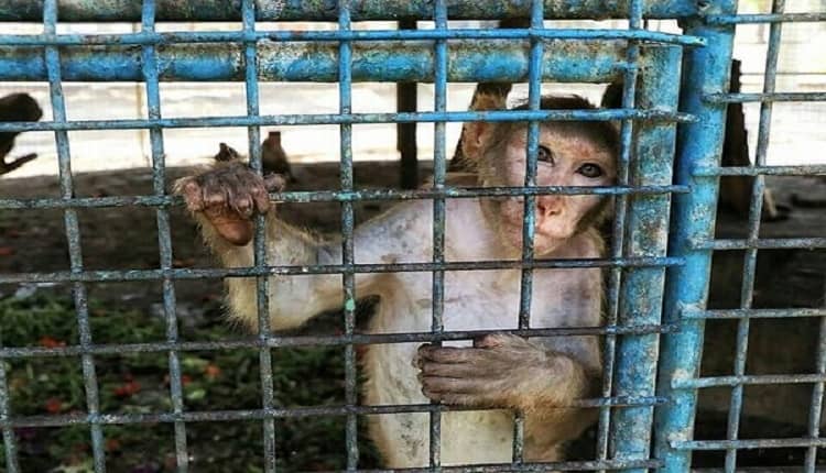 تقاضای تعطیلی تمامی باغ وحش های کشور