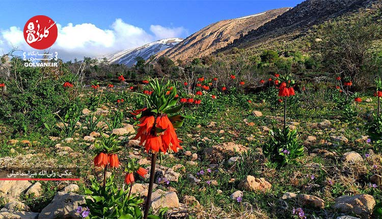 طبیعت زیبای هشتادپهلو لرستان در بهار