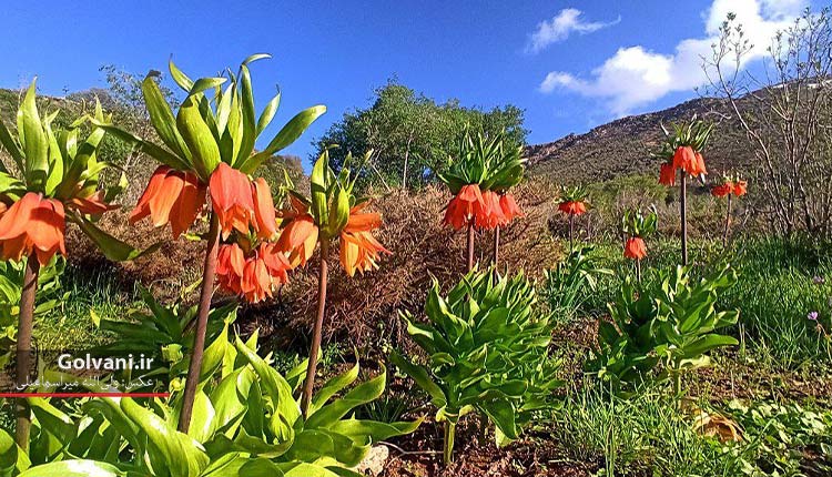 طبیعت لرستان تماشایی است