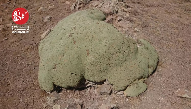 گیاه گچ دوست محافظ زمین است