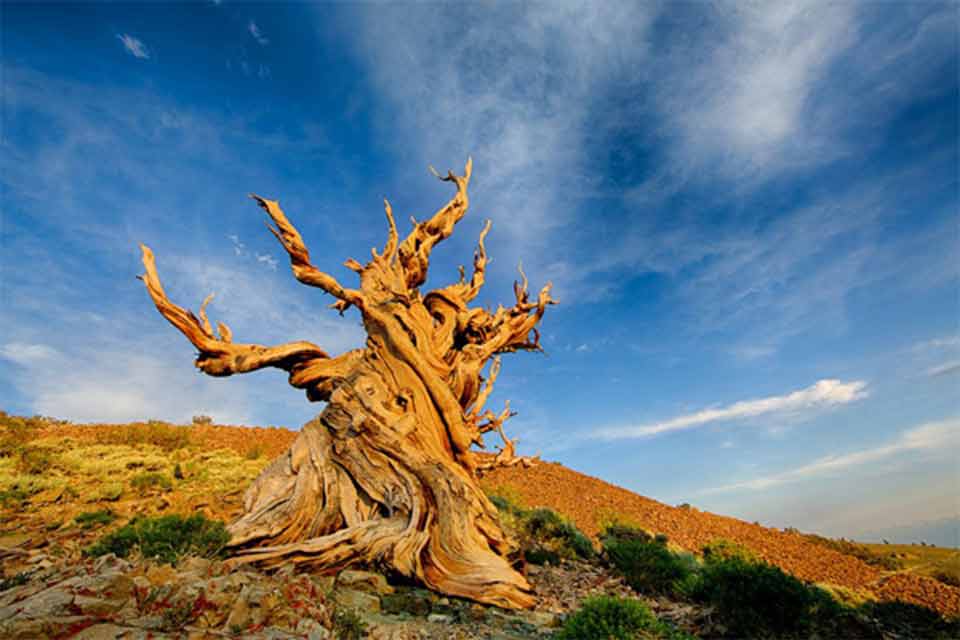 از کهنسال‌ ترین درختان جهان بیشتر بدانیم