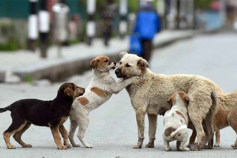 کشتار سگ ها ممنوع این قصه را جور دیگری تمام کنیم