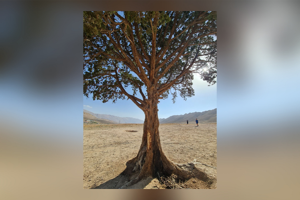 تک درخت جاده فیروزکوه زخمی است نه از طبیعت، بلکه از نادانی