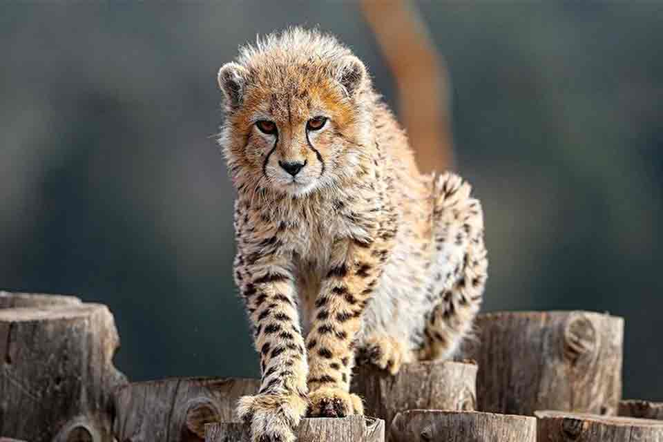 تاریخچه‌ برپایی و بهسازی