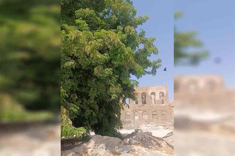 درخواست پلاک گذاری و جلوگیری از قطع درختان قدیمی بوشهر