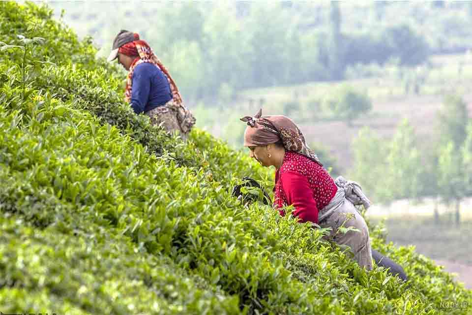 چای چگونه وارد ایران شد