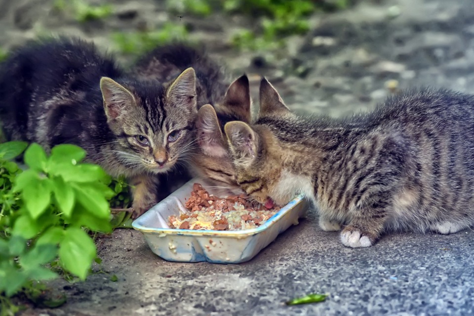 قانون گذاری غذا دادن به حیوانات شهری راهی برای کنترل بحران