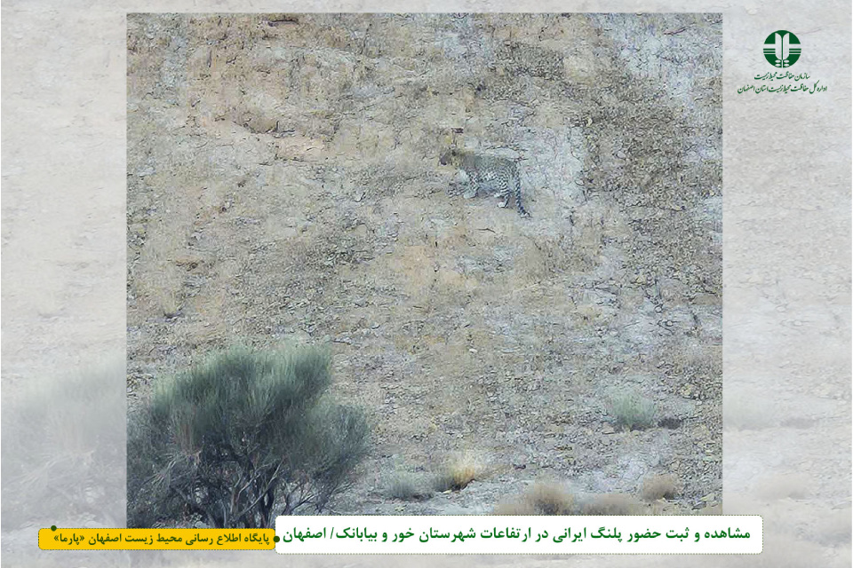 مشاهده و ثبت حضور پلنگ ایرانی در ارتفاعات شهرستان خور و بیابانک