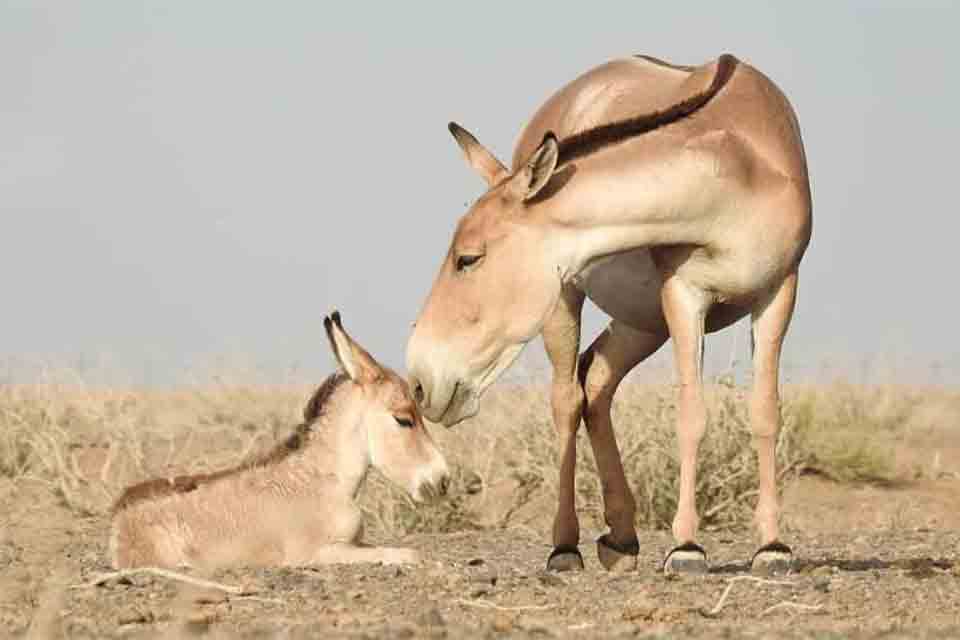بازگشت گورخر ایرانی به پارک ملی کویر