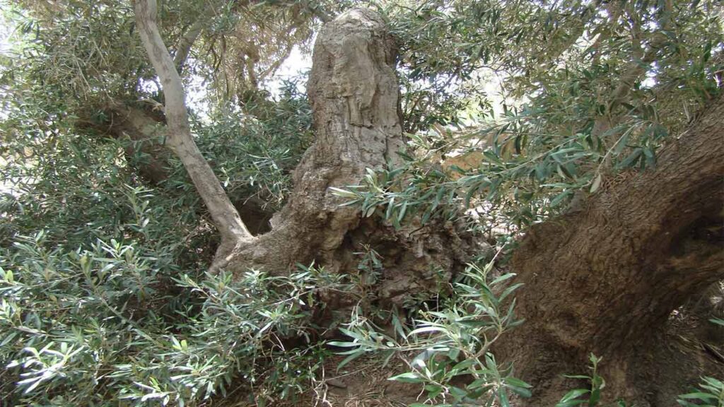درختان کهنسال زیتون فسون برای تداوم حیات میراث طبیعی ۸۰۰ ساله خوسف هرس شدند