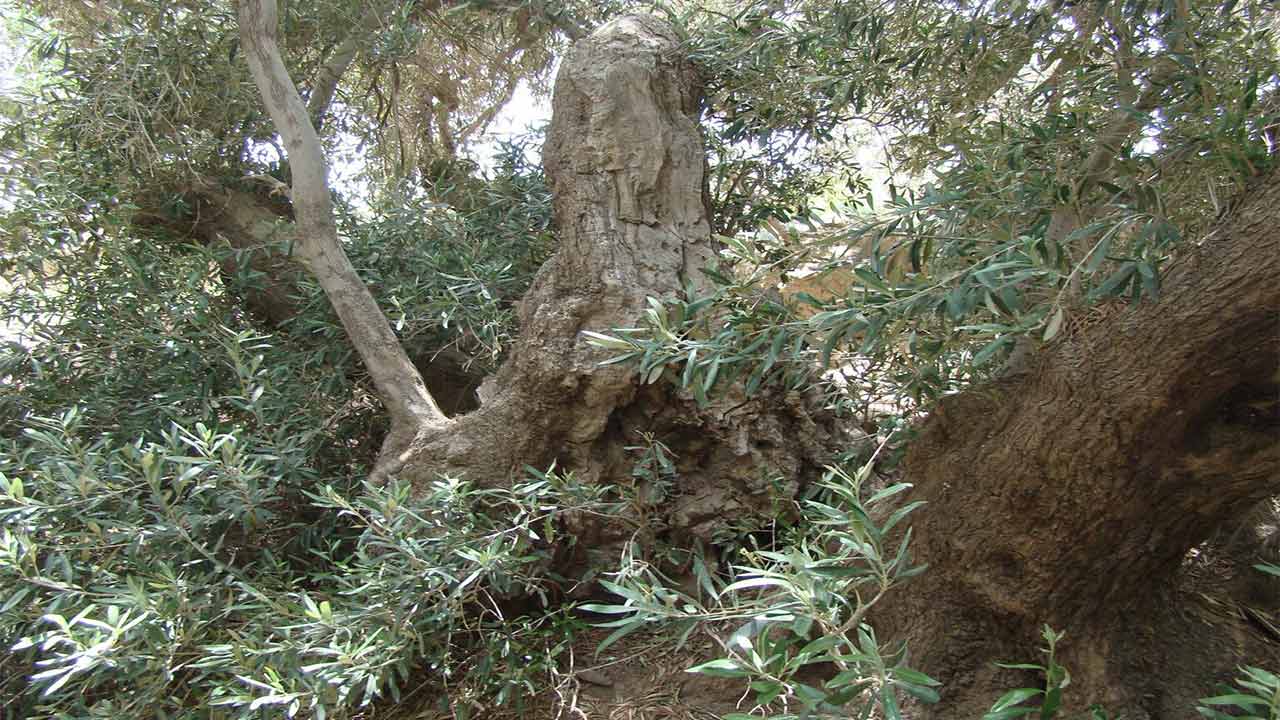 درختان کهنسال زیتون فسون برای تداوم حیات میراث طبیعی ۸۰۰ ساله خوسف هرس شدند