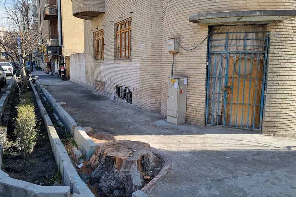 درخواست منع قطع درختان پایتخت