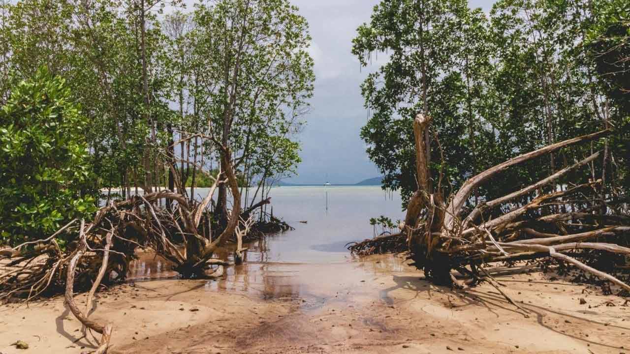احیای مانگروها در آسه آن