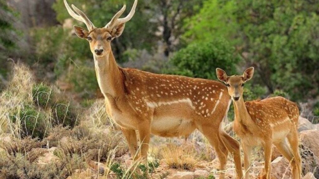 بازگشت گوزن زرد ایرانی به طبیعت